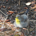 Grace's Warbler