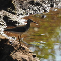 Solitary Sandpiper
