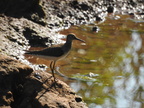 Solitary Sandpiper
