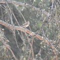 Lark Sparrow