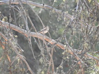 Lark Sparrow