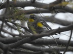 Yellow-rumped Warbler