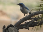 Woodhouse's Scrub-Jay